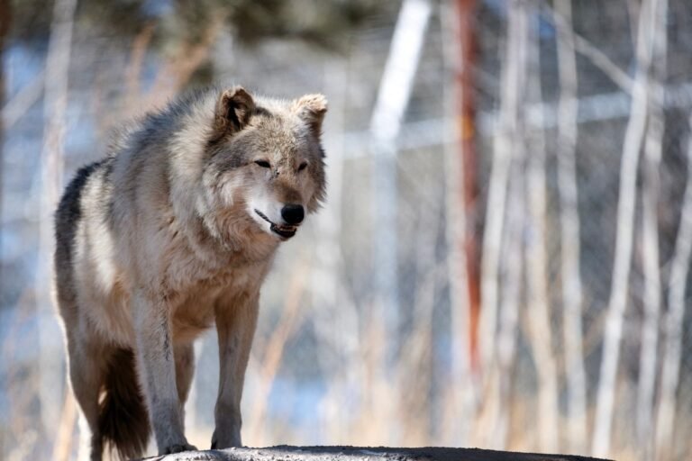 gray wolf in colorado wilderness