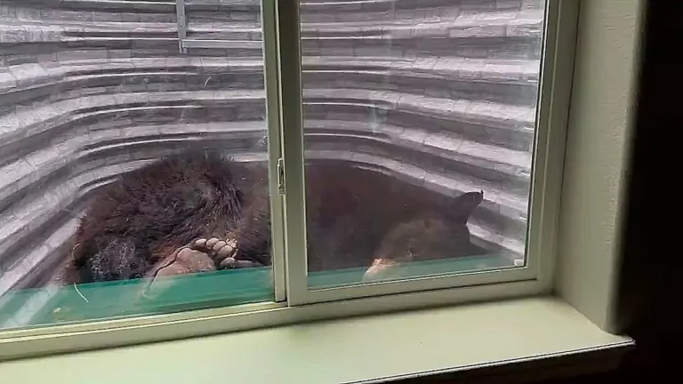 A black bear is seen sleeping in a basement window well in Colorado, surrounded by the colourful scenery of the natural world, highlighting the need for wildlife conservation and responsible behaviour towards the environment