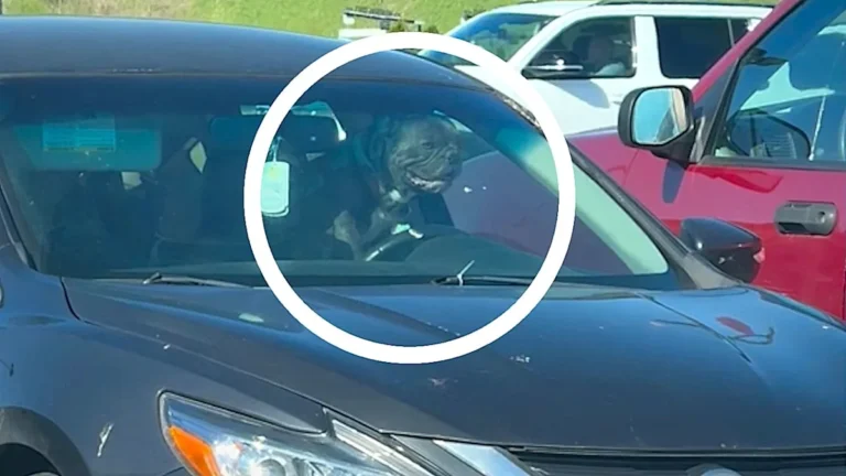 A funny image of a dog leaning on a car horn, with a frustrated expression on its face, surrounded by the bright colour of the car's interior, highlighting the primary keyword 'impatient dog'