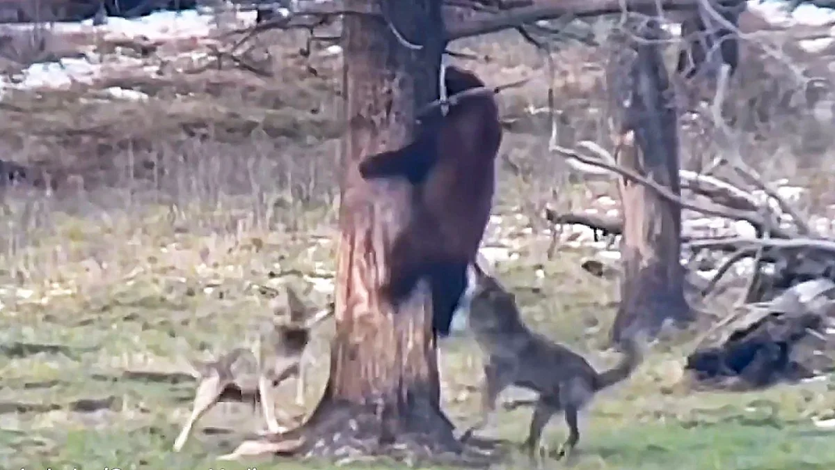 A bear climbing a tree to escape a wolf pack in Yellowstone, showcasing the animal's agility and instinct to survive in the wild, with the beautiful Yellowstone landscape in the background