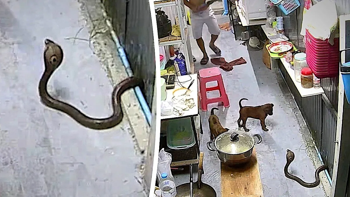 A cobra slithering across a kitchen floor in Thailand, its colour and pattern blending seamlessly with the surroundings, as the family looks on in horror, the primary keyword being snake safety