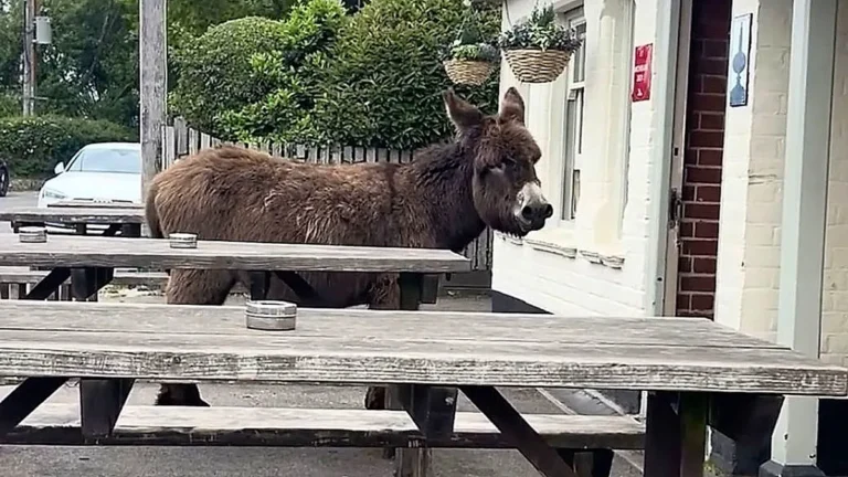 Two donkeys waiting patiently outside a traditional English pub, demonstrating loyalty and trust as they await their turn, with a beautiful countryside colour background