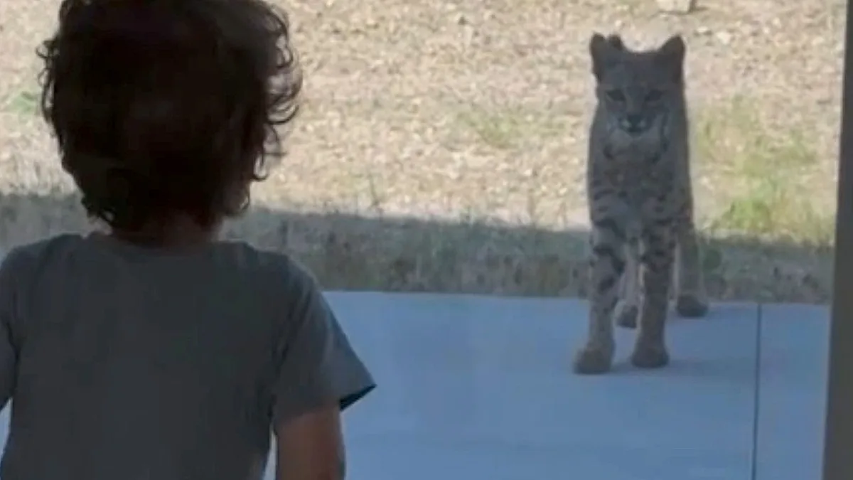 A wild bobcat with a striking colour of fur, standing in a backyard in California, highlighting the importance of wild animal safety and awareness with a focus on the primary keyword wild bobcat
