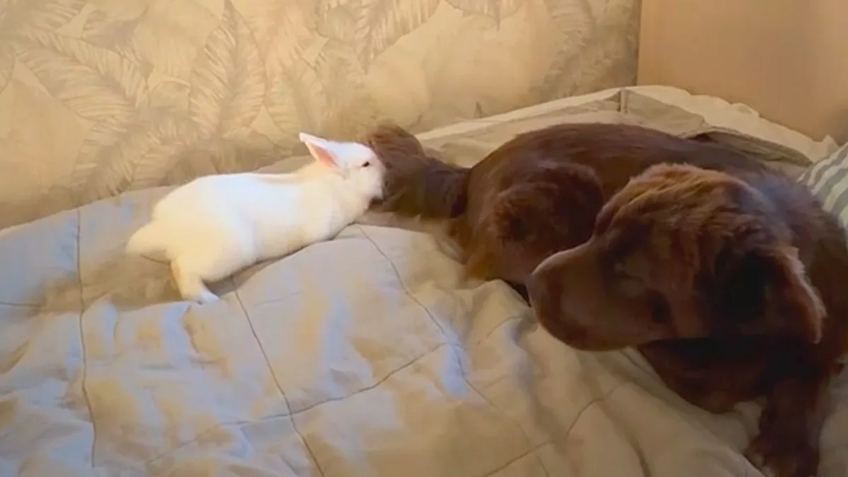 A rabbit and dog sitting together in a field, showcasing their unique and special friendship, with the rabbit's annoying behaviour being tolerated by the dog's calm nature, highlighting the power of animal friendship and companionship
