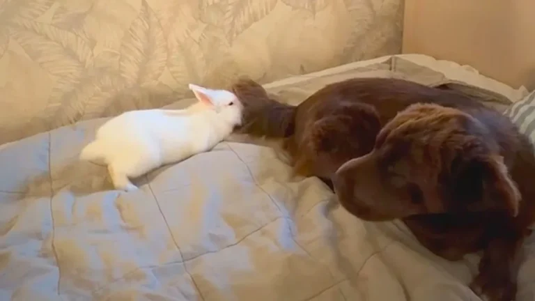 A heartwarming image of a rabbit and dog playing together, showcasing their unique and special friendship, with the rabbit hopping around the dog in a playful manner, highlighting the joy and beauty of unlikely animal friendships