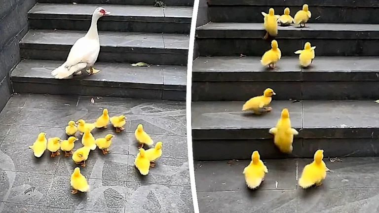 A tiny gosling stands proudly at the top of the stairs, its fluffy feathers and small legs a testament to its remarkable journey, showcasing its perseverance and determination as it overcomes obstacles, with its family by its side, in a heartwarming display of love and care, with a beautiful colour and vibrancy that highlights its resilient behaviour