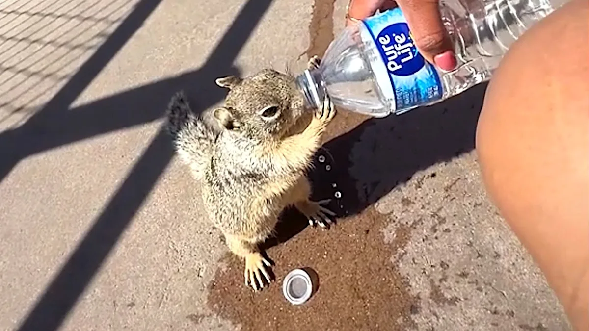 A squirrel drinking from a water bottle at the Grand Canyon, with the Colorado River flowing in the background, surrounded by lush green trees and vibrant wildflowers, showcasing the beauty of nature and the importance of providing fresh water sources for wildlife