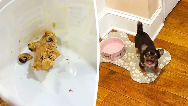 A tiny Chihuahua sitting on a table, looking up at its owner with big eyes, surrounded by cookie dough and treats, showcasing its adorable behaviour and love for sweet treats, with a colour palette of brown and white