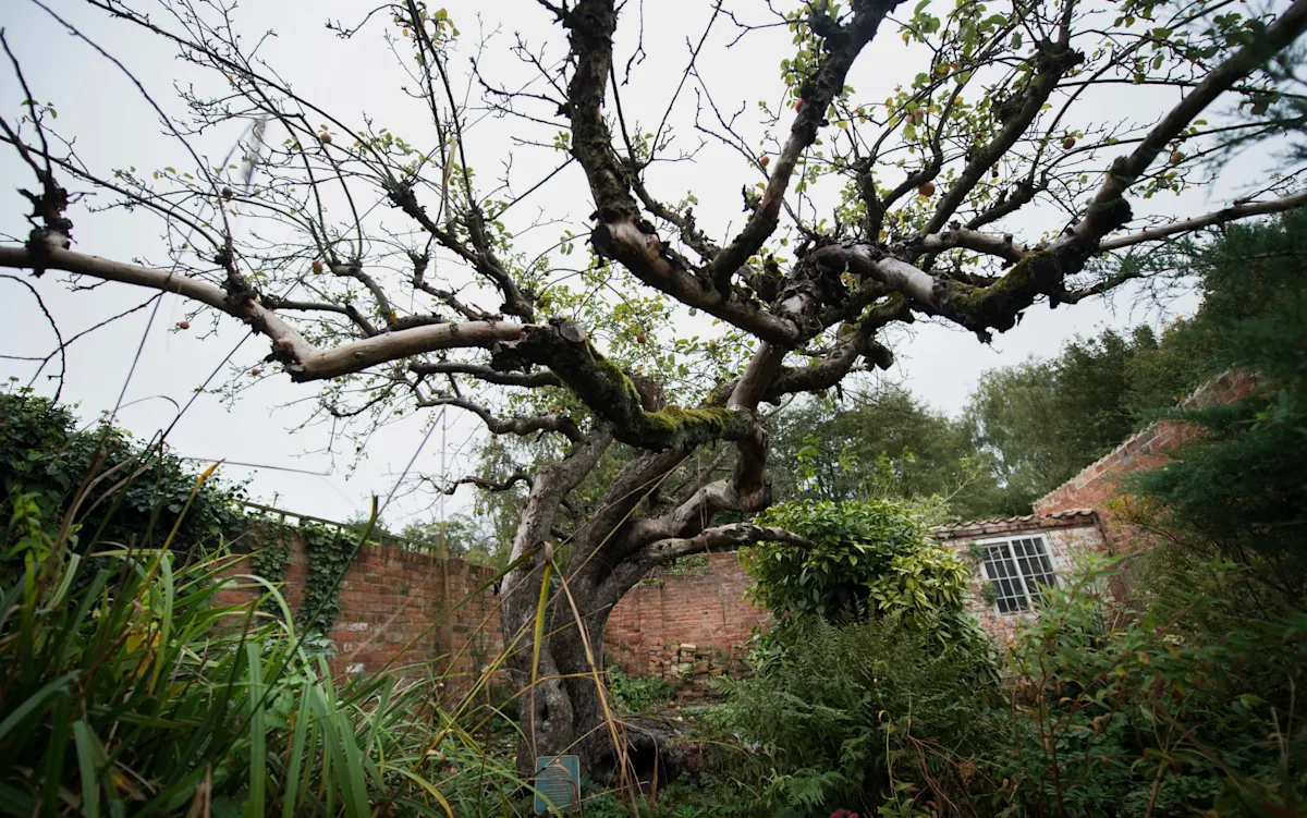A photo of a Bramley apple tree in a historic orchard, with a description of the tree's unique flavour and texture, and the importance of preserving the UK's agricultural heritage, including the mother tree, which is the origin of all Bramley apple trees