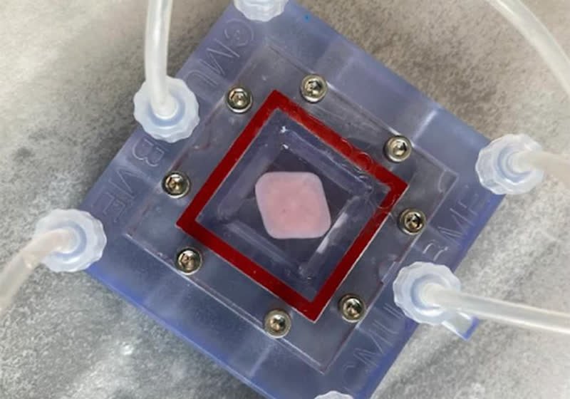 A 3D-printed liver patch, developed as part of the LIVE project, has the potential to revolutionise the field of organ transplantation, enabling medical professionals to create functional liver tissue that can support patients in need, with a complex structure and colour that can temporarily take over core functions.