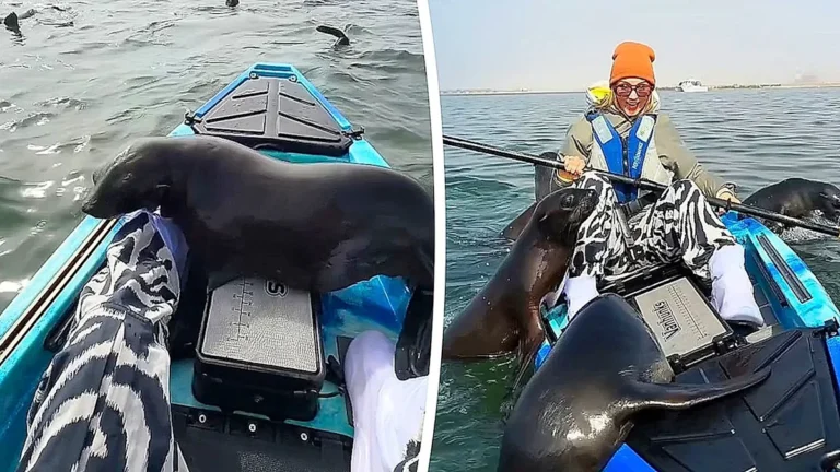 A group of seals commandeering a kayaker's boat in the crystal-clear waters off the Namibian coast, with the seals' curious eyes fixed on the vessel as they take control