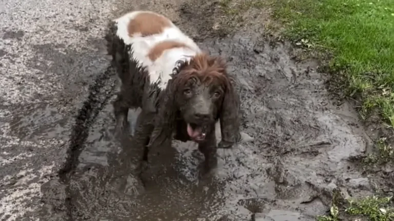 A happy dog covered in mud from nose to paw, enjoying a full-body mud bath in a natural outdoor setting, surrounded by trees and greenery, with a dog mud bath tub in the background, the dog's behaviour is relaxed and happy, showcasing the benefits of mud baths for dogs