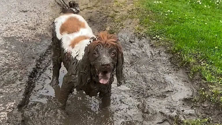 Muddy spaniel Oreo enjoying a shameless puddle bath in England, surrounded by water and mud, with a joyful expression on her face, showcasing her love for muddy behaviour and the great outdoors