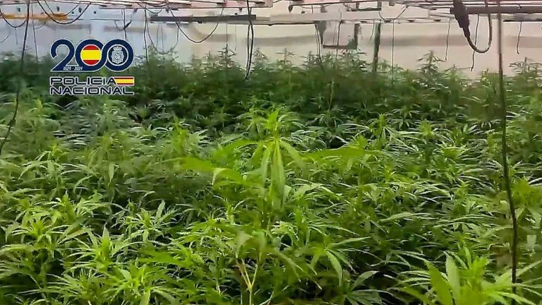 Spanish police officers stand guard beside a massive haul of seized cannabis plants, valued at a substantial amount, as part of a crackdown on the illegal cannabis trade in Spain, highlighting the country's efforts to combat organised crime and the war on drugs