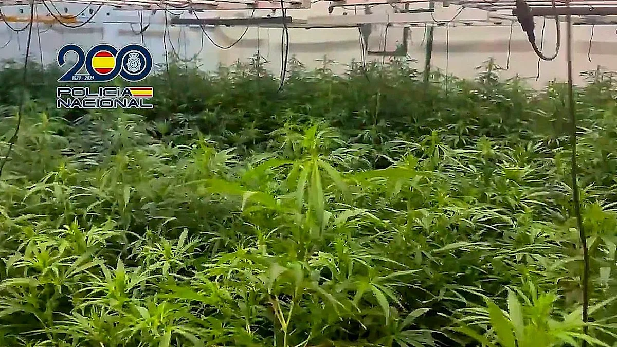 Spanish police officers stand guard beside a massive haul of seized cannabis plants, valued at a substantial amount, as part of a crackdown on the illegal cannabis trade in Spain, highlighting the country's efforts to combat organised crime and the war on drugs