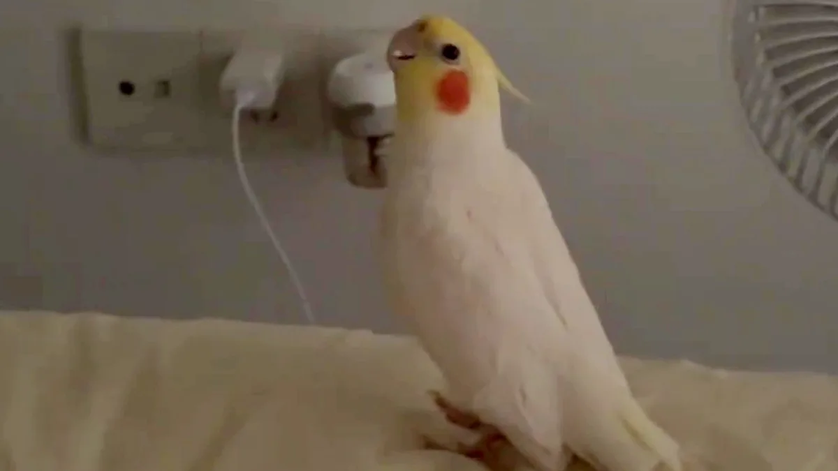 A colourful parrot perched on its cage, looking vibrant and alert, with a description of its impressive alarm clock impression, showcasing its ability to learn and mimic sounds