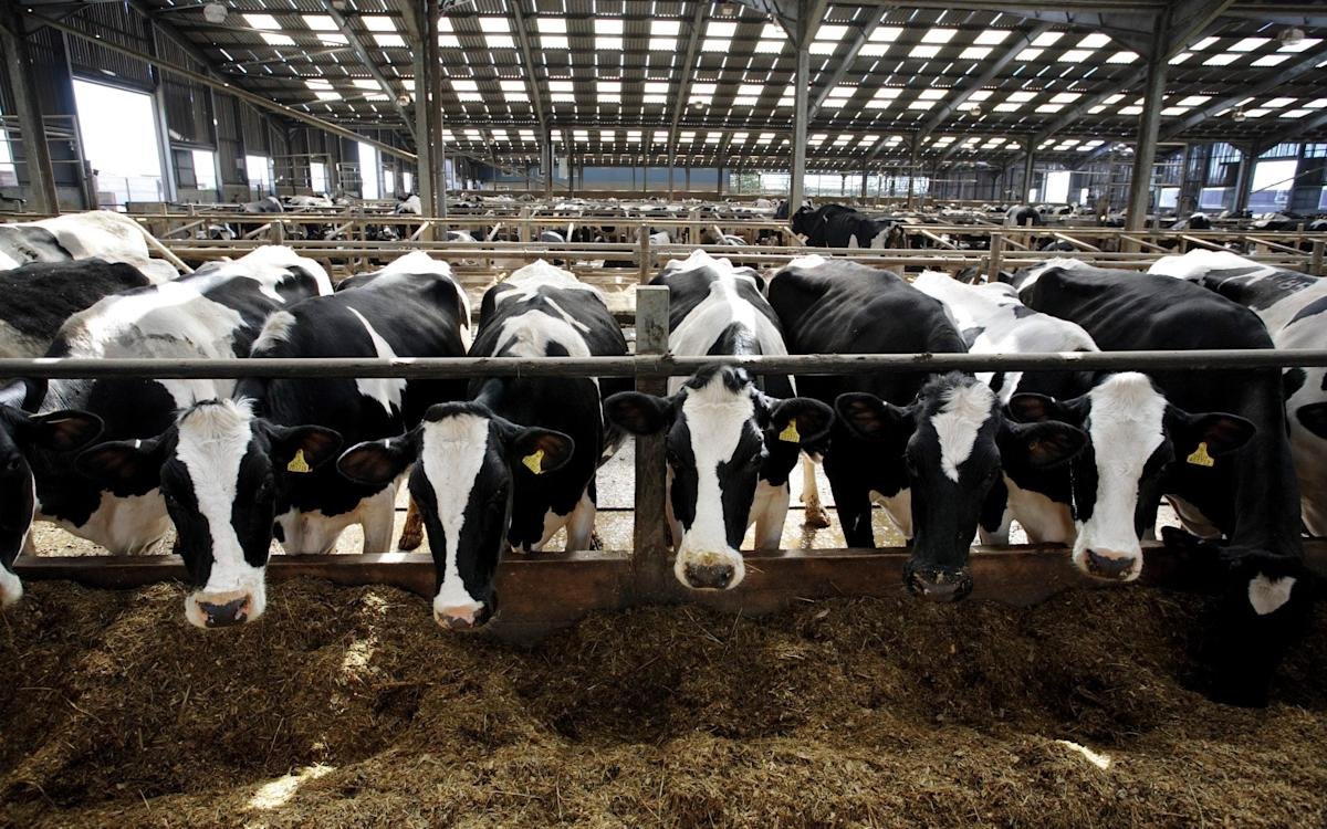 UK dairy farmer in crisis