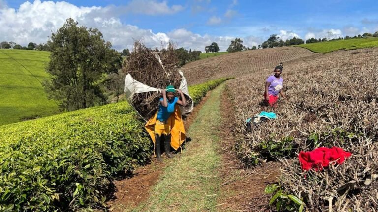 Kenya tea waste turned into clean energy