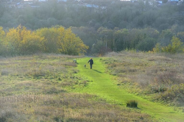 A dog walker with multiple dogs on a lead, with a blurred background of a park, highlighting the importance of responsible dog ownership and the new law