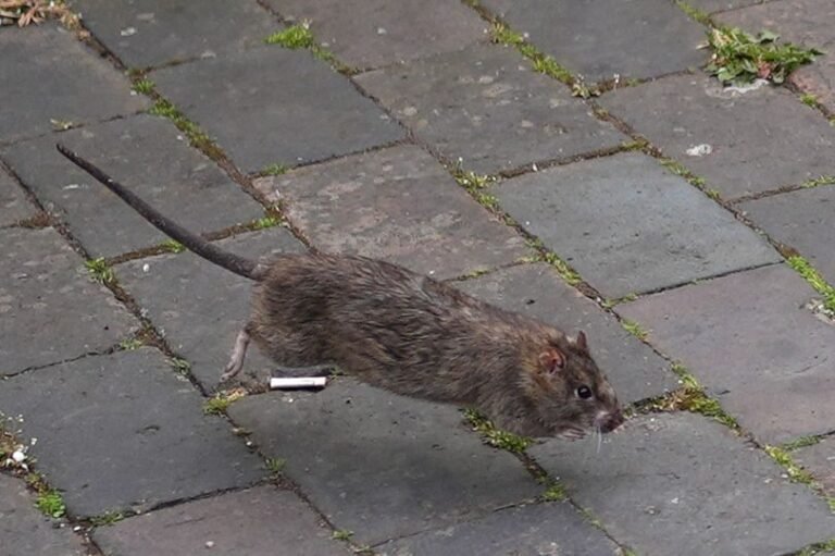 A descriptive image of a rat in Birmingham, with a caption that reads 'Birmingham's rodent problem is a major concern for residents and businesses, with the 'rat tax' charge being a contentious issue'