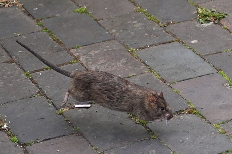 A descriptive image of a rat in Birmingham, with a caption that reads 'Birmingham's rodent problem is a major concern for residents and businesses, with the 'rat tax' charge being a contentious issue'
