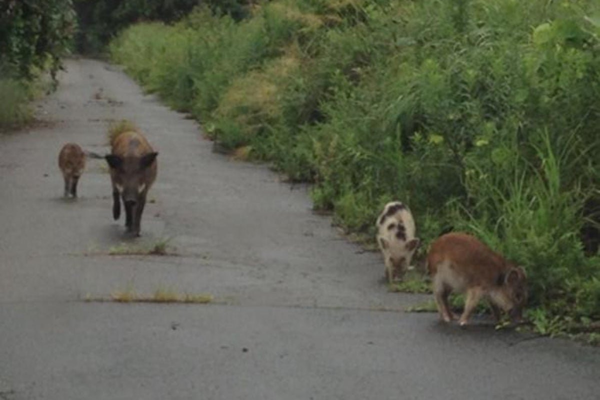 A descriptive image of a pig-boar hybrid in a radioactive environment, with a mix of brown and black colour, roaming in the Fukushima exclusion zone, highlighting the primary keyword of radioactive pig-boar hybrids