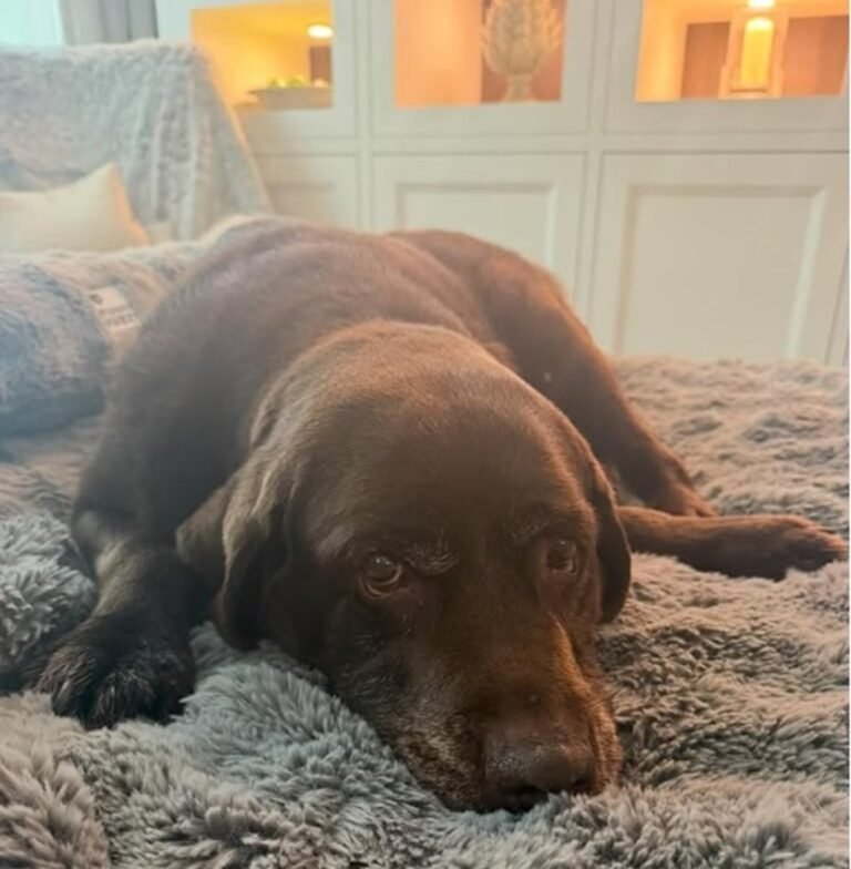 Ant McPartlin and his dog Hurley, a cherished companion whose passing has left the television presenter heartbroken, featuring a photo of the duo in happier times, with Hurley by McPartlin's side, showcasing the special bond they shared, and highlighting the importance of pets in our lives