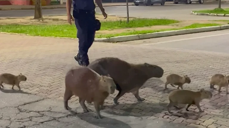 capybara family crossing street with brazil police