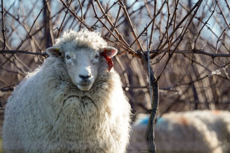 A sheep in a field, symbolising the need for greater awareness and education on animal welfare and the prevention of animal cruelty, with a focus on fireworks and sheep abuse