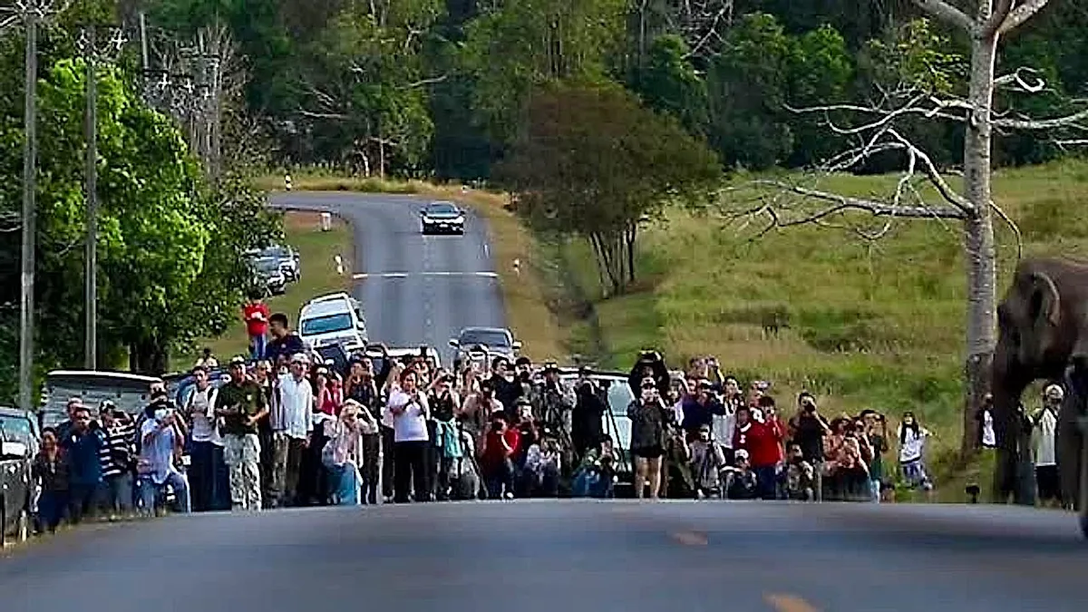 Elephants crossing road in the UK
