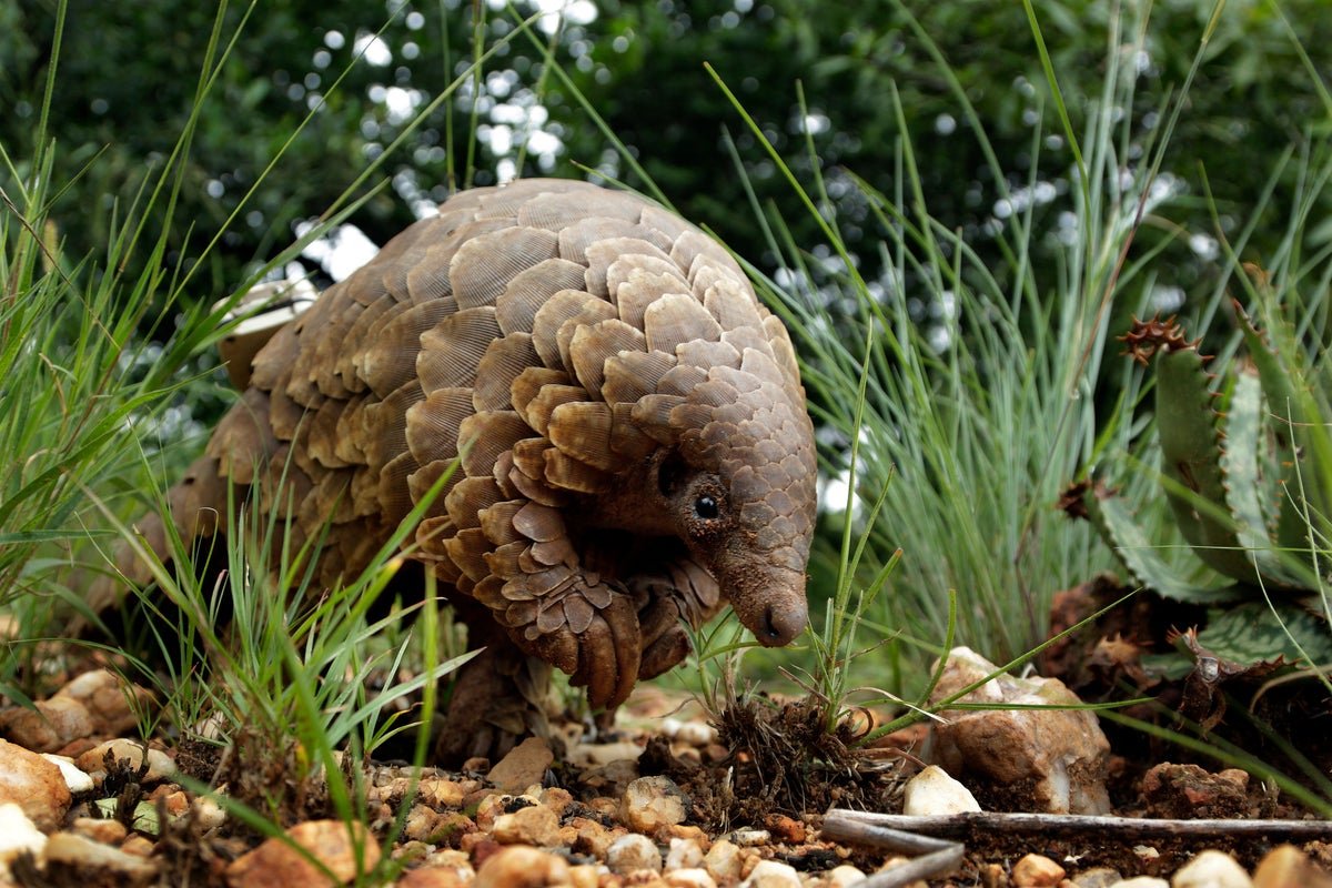 A photo of a pangolin, with its distinctive armour-plated shell and powerful claws, highlighting the beauty and uniqueness of this endangered species, and the need to protect it from the illegal wildlife trade, pangolin trafficking is a critical issue that requires our attention and action