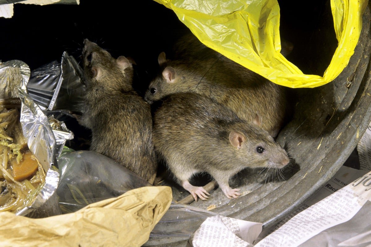 A large rat scurrying across a kitchen floor, highlighting the need for effective rat control measures in UK homes to prevent rodent activity