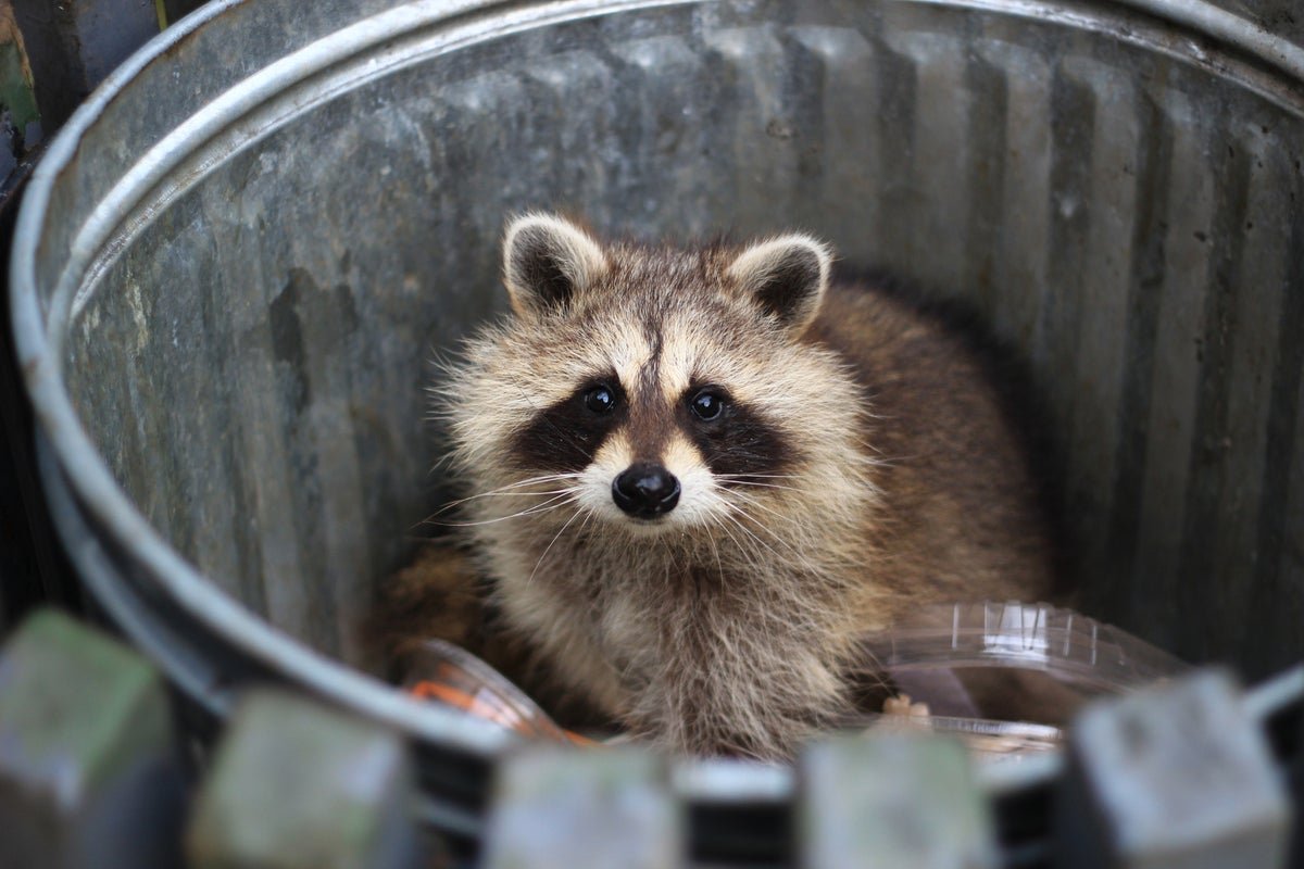 raccoon stealing booze from outdoor table
