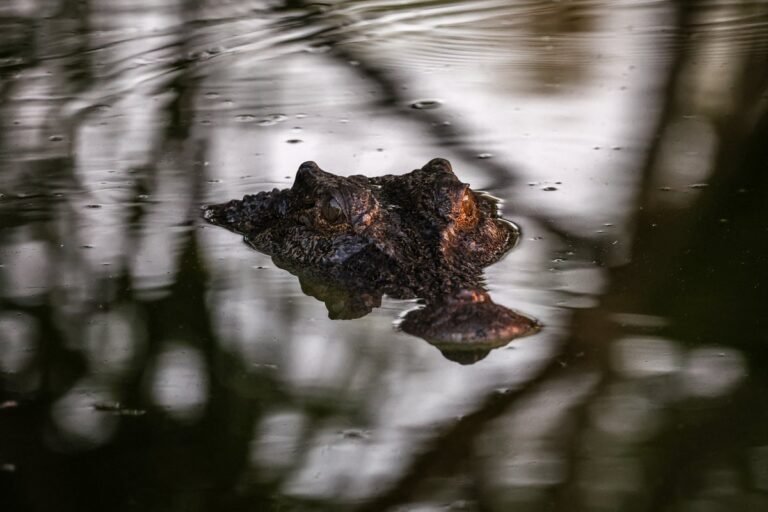 A flooded residential area with a crocodile in the distance, surrounded by muddy water and debris, as residents are warned to stay away from waterways due to the presence of crocodiles