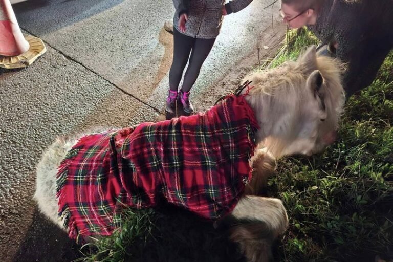 A pony lies on the side of a busy road after being struck by a vehicle, with a blurred background of cars and trees, highlighting the importance of road safety and animal welfare in preventing such tragic incidents