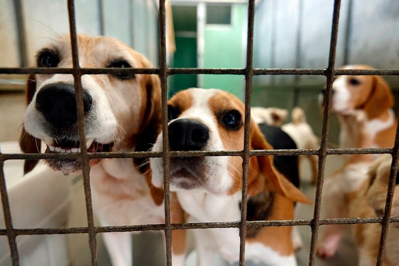 A photo of a dog in a rescue centre, highlighting the importance of animal welfare and the need for investigation into charities, such as the Welsh dog rescue charity, to ensure the best possible care for dogs