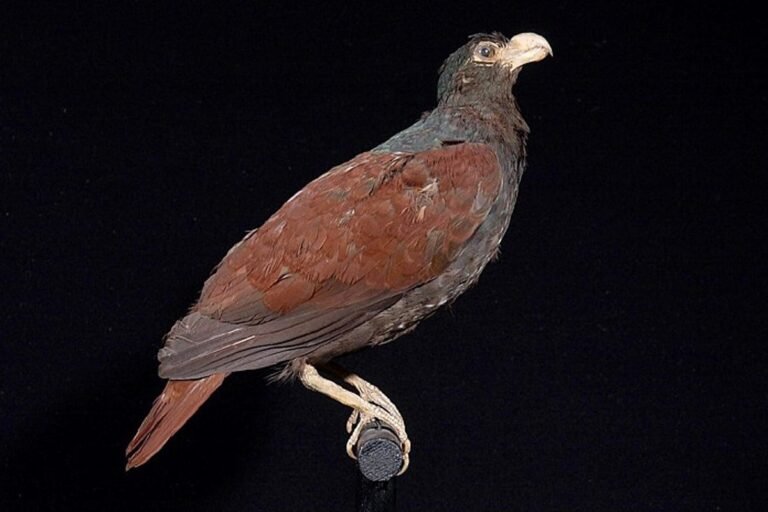 Nicobar pigeon in South Pacific rainforest