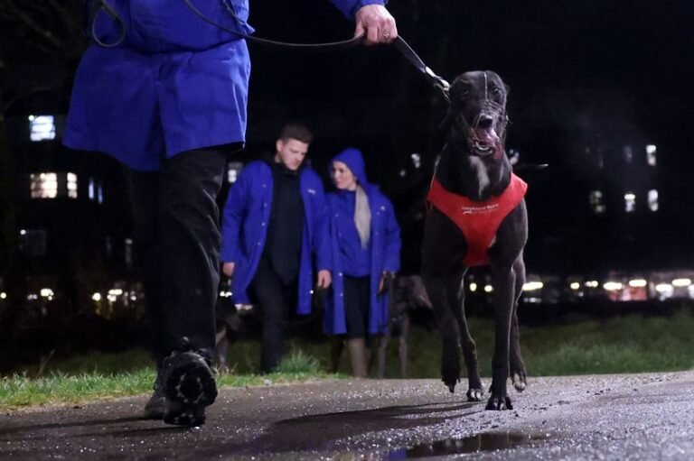 A greyhound standing alone in a racing track, with a desolate background, highlighting the need for a ban on greyhound racing to protect animal welfare