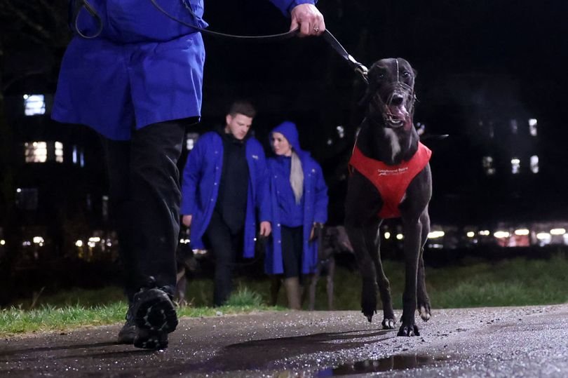 A greyhound running on a track, with a banner in the background reading 'Ban Greyhound Racing'. The image highlights the controversy surrounding the sport and the push for animal welfare. Greyhound racing is a highly debated topic, with many arguing that it is cruel and outdated. The ban in Wales is a significant step towards eradicating the sport and improving animal welfare.