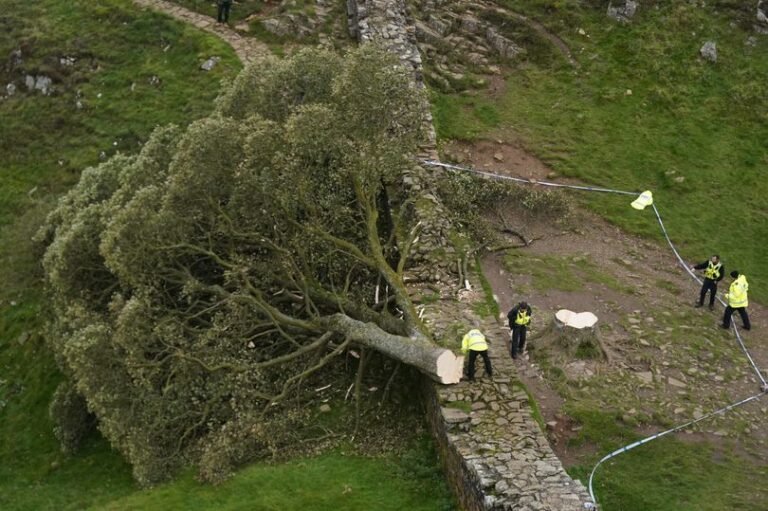 The historic Sycamore Gap tree in Northumberland, a popular tourist attraction, has been felled, with a teenager arrested in connection with the incident, highlighting the importance of environmental protection and conservation of natural resources