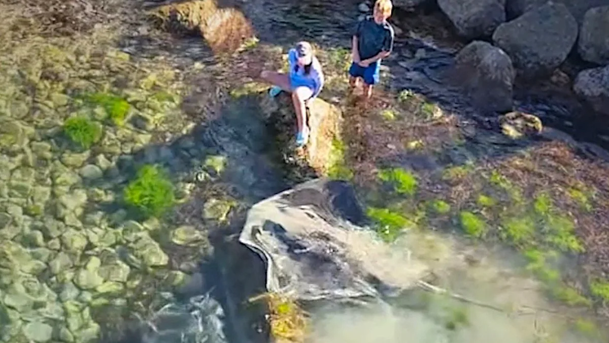 stingray in uk waters