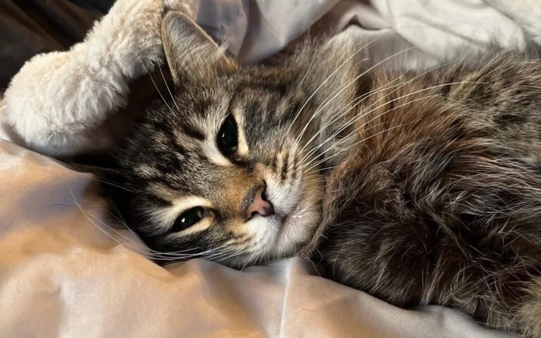 A photo of a cat sitting on a windowsill, with a delivery van in the background, highlighting the importance of pet safety and accountability in the delivery industry, with the primary keyword being cat theft