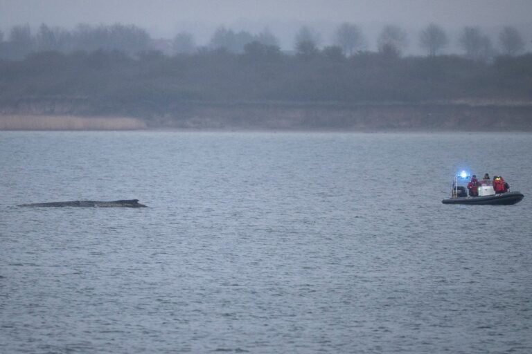A humpback whale stranded in the Baltic Sea, with rescuers working to save it, highlighting the importance of marine conservation and the need to protect these magnificent creatures