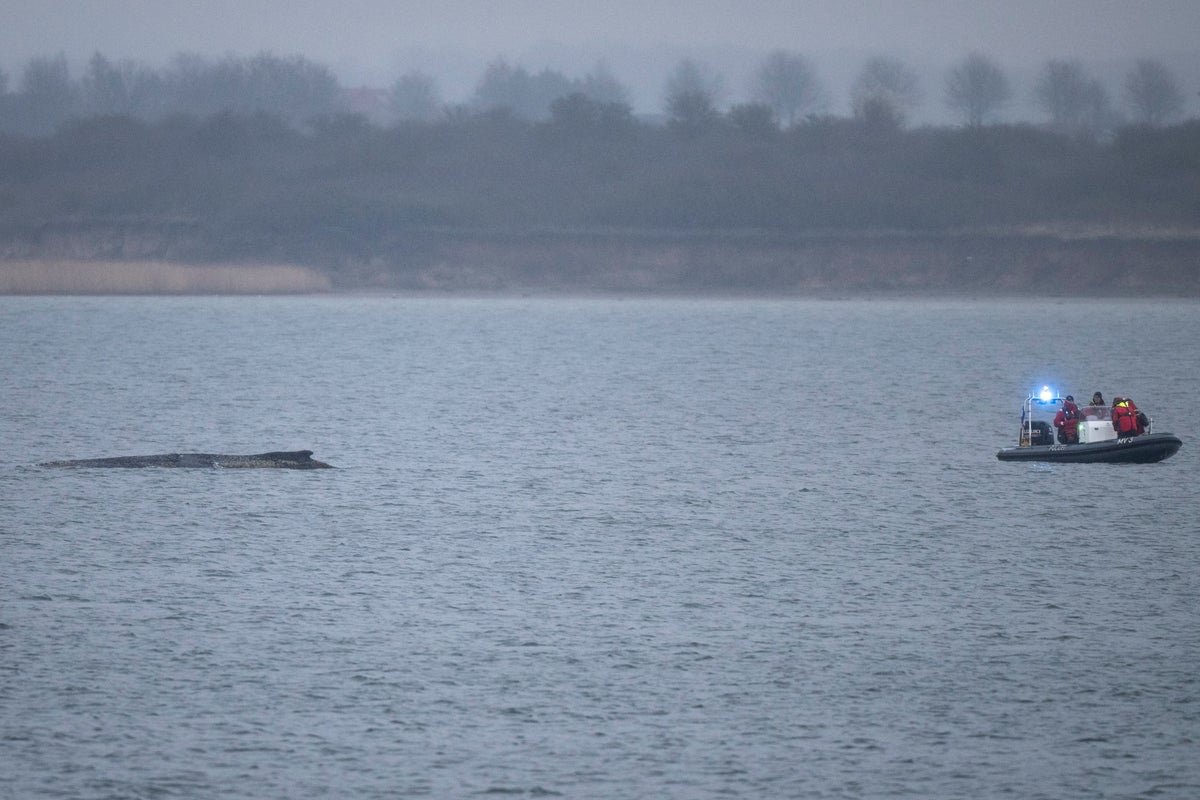 A humpback whale stranded in the Baltic Sea, with rescuers working to save it, highlighting the importance of marine conservation and the need to protect these magnificent creatures