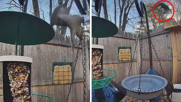 squirrel on bird feeder