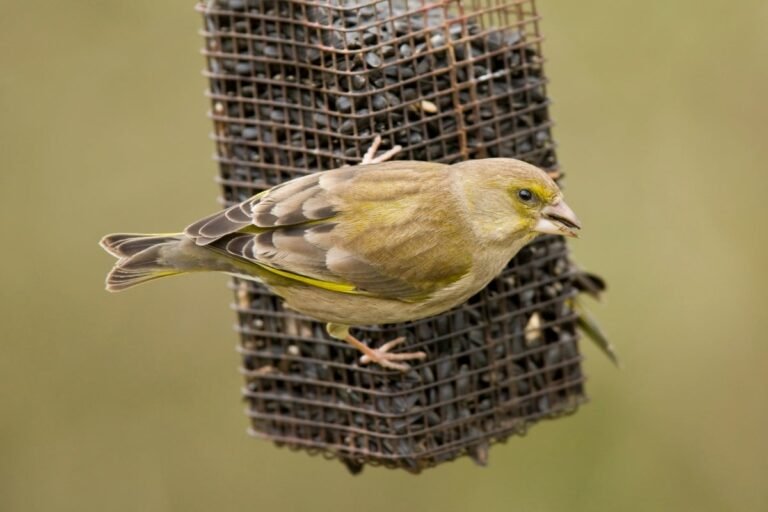 A bird feeder hanging from a tree branch, with a group of birds perched on it, highlighting the importance of cleaning and maintaining bird feeders to prevent the spread of disease, such as finch pox, a viral disease that affects birds