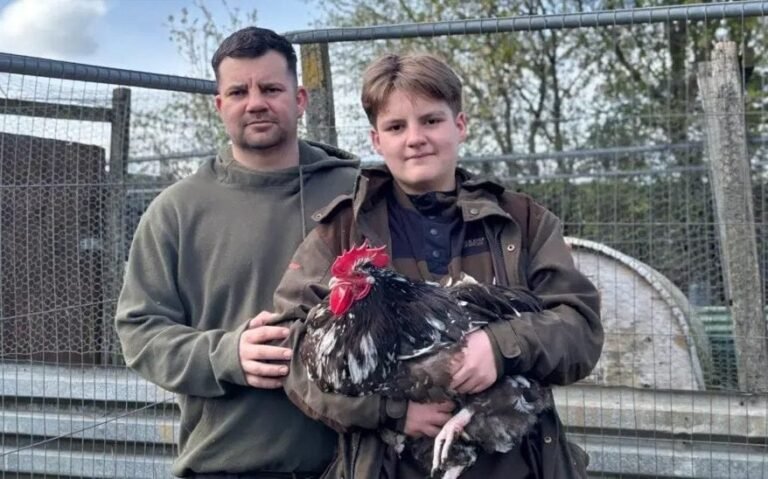 A majestic cockerel standing proudly in a green meadow, its colourful plumage glistening in the sunlight, highlighting the beauty and wonder of these incredible birds, and the need to protect them from noise pollution and culling