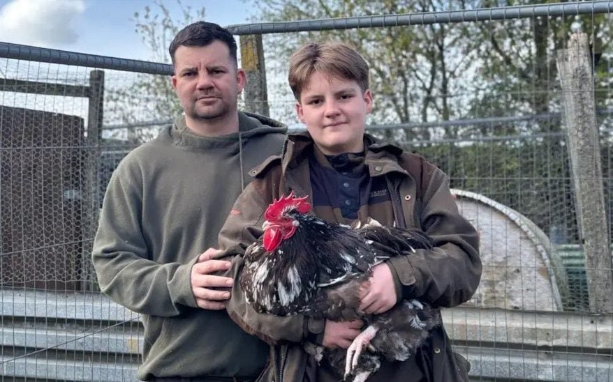 A majestic cockerel standing proudly in a green meadow, its colourful plumage glistening in the sunlight, highlighting the beauty and wonder of these incredible birds, and the need to protect them from noise pollution and culling