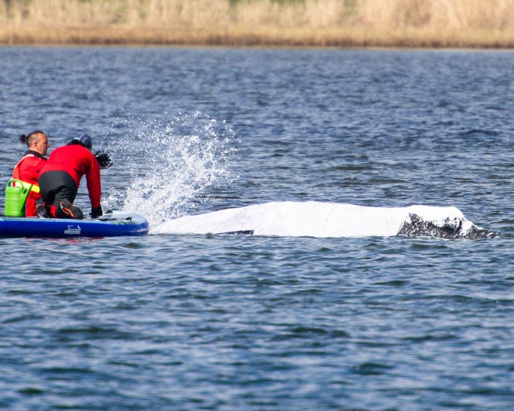 A stranded whale being prepared for rescue, with a team of marine biologists and veterinarians working to analyse its behaviour and determine the best course of action for its rescue, in the North Sea