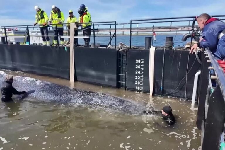 A humpback whale breaching the surface of the North Sea, its colour and behaviour a testament to the success of conservation efforts, with a focus on whale rescue and marine conservation in Germany and the UK